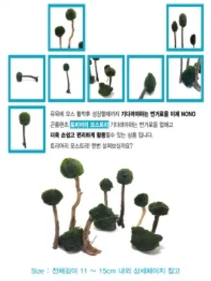 토피어리 모스활착트리 Size전체길이 11~15cm 1개(모스활착 활착수초 음성수초 초보수초 이끼)