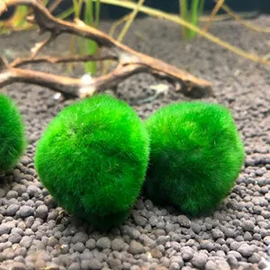 모스볼 [1개] 2~4cm 마리모 새우놀이터