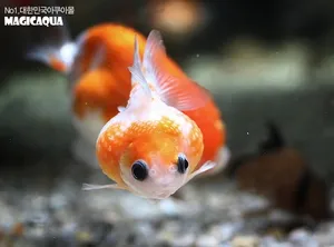 진주린 (3~4cm 전후)