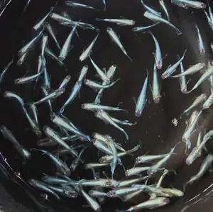 [메다카] 마리아쥬 키싱 와이드핀 1마리
