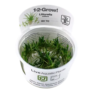 (쉬움) 리토렐라 유니플로라 (트로피카/조직배양 1-2-GROW!/무균수초)