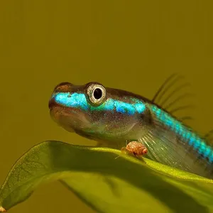 코발트블루 고비 / 4-5cm / 1마리