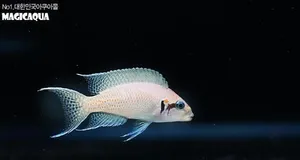 브리샤르디 (2~3cm 전후)