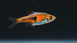 라스보라 헹켈리 5마리 (2cm 전후)