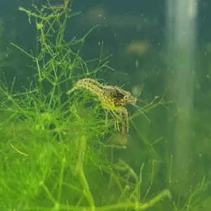 마블가재 미스테리가재 [2마리] 관상용가재 치가재 가재 키우기 2~4cm