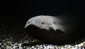 프로톱테루스 안넥크텐스 (40~45cm 전후)