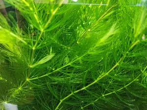 붕어마름 마츠모 1촉