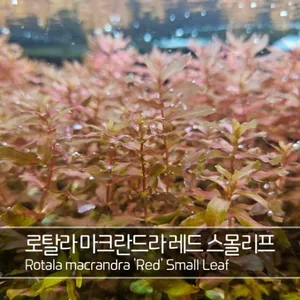 이쁜 초보자용수초 / 로탈라 마크란드라 레드 스몰리프 / 6촉