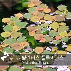붉은 부상수초 / 필란터스 플루이탄스 /4촉