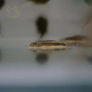 힐스트림로치 가오리비파