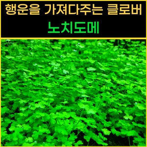 노치도메 6줄기 전경 수초