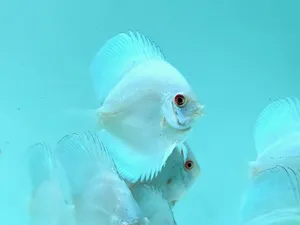 블루 사파이어 디스커스 9-10cm 1마리