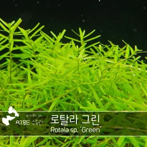 이쁜 초보자용 수초 / 로탈라 그린 / 10촉