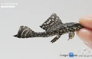 L-001 골든 스트립 플레코 (5cm 전후)