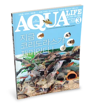 2026년 3월호 : 지금 코리도라스가 재미있다!