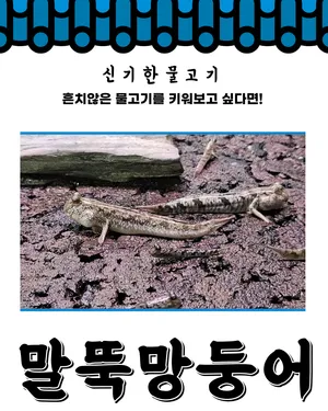 초특가 말뚝망둥어 3~7cm전후 1마리 머드스키퍼