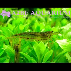 이끼제거 야마토 새우 / 1-2cm/ 10마리 세트