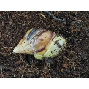 백와 달팽이 아성체급 1마리
