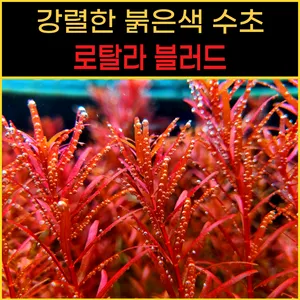로탈라블러드레드 15줄기 수초
