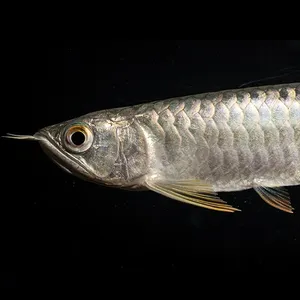 입문용[고대어] 아시안 아로와나 과배금용 15~18cm 내외 + 인증서