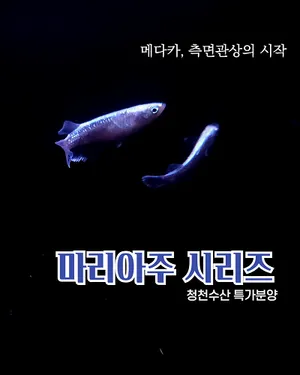 초특가 입문용 마리아주 시리즈 (암수랜덤)