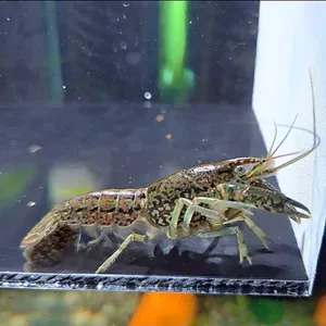 마블가재 (미스테리가재) 5cm 이상 1마리