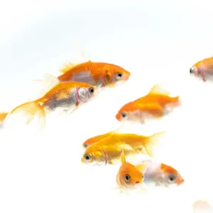 금붕어 [ Gold Fish ] 10마리 세트