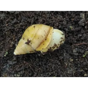 금와 달팽이 아성체급 1마리