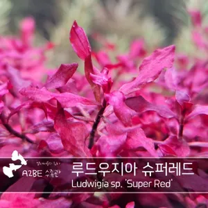 이쁜 붉은수초/루드위지아 슈퍼레드 / 6촉