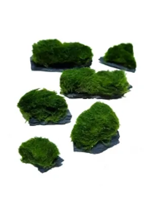 미니편석 모스활착 3개 Size3cm-7cm(초보수초 음성수초 활착 이끼 포인트)