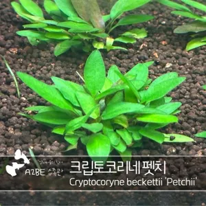 억세고 튼튼한 수초 / 크립토코리네 펫치 / 2촉