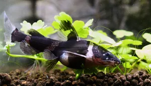 범블비 랜서캣 (4cm 전후)
