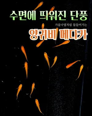 ★★초특가★★ 양귀비 메다카 