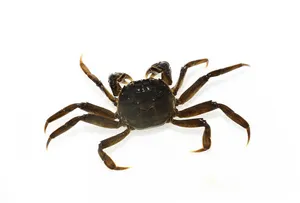 참게 (갑장 1~2cm 전후)