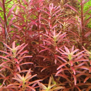 로탈라 블러드 레드 5촉
