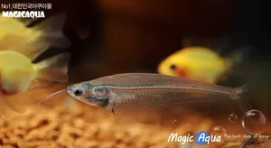 글라스캣 2마리 (4~5cm 전후)