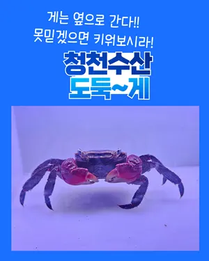 [특가]도둑게 4~6cm 전후 1마리