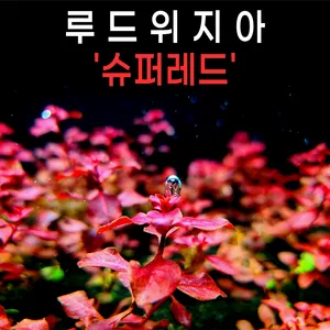 루드위지아 슈퍼레드 12줄기 수초