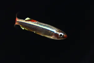 백운산 10마리 (2~3cm 전후)