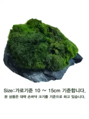 편석 모스활착스톤 1개 Size10cm-15cm랜덤 (음성수초 활착 초보자수초 이끼)