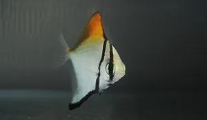 모노닥 (4~5cm 전후)