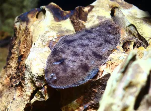 라운드팬 담수 서대 (7~10 cm 전후)