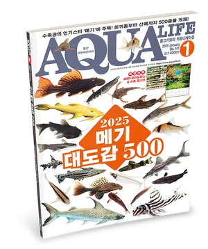 2025년 1월호 : 메기 대도감 500