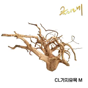 CL 가지유목(M)30~40cm