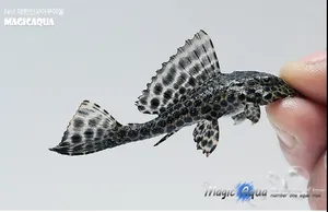 나비비파 2마리 (5cm 전후)