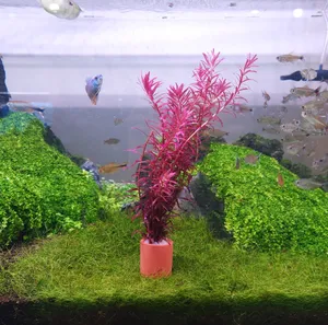 로탈라 블러드 레드 - 황토포트 ( 12촉 ) [ 수초길이 - 15 ~ 20 cm ] ( 1포트 - 8,000 / 2포트 - 15,000 )