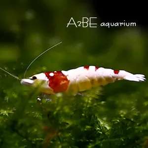 CRS / 1cm / 5마리