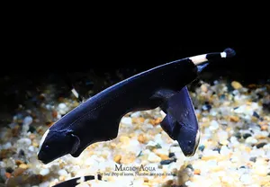 블랙 고스트 (6cm 전후)