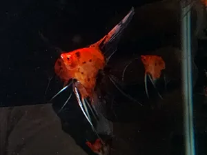 칼리코 레드 데빌 롱핀 엔젤피쉬 5~6cm 1마리