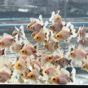 먹눈 로즈테일 오란다 / 5-7cm / 1마리